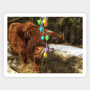 Scottish Highland Cattle Calf 1971 Sticker